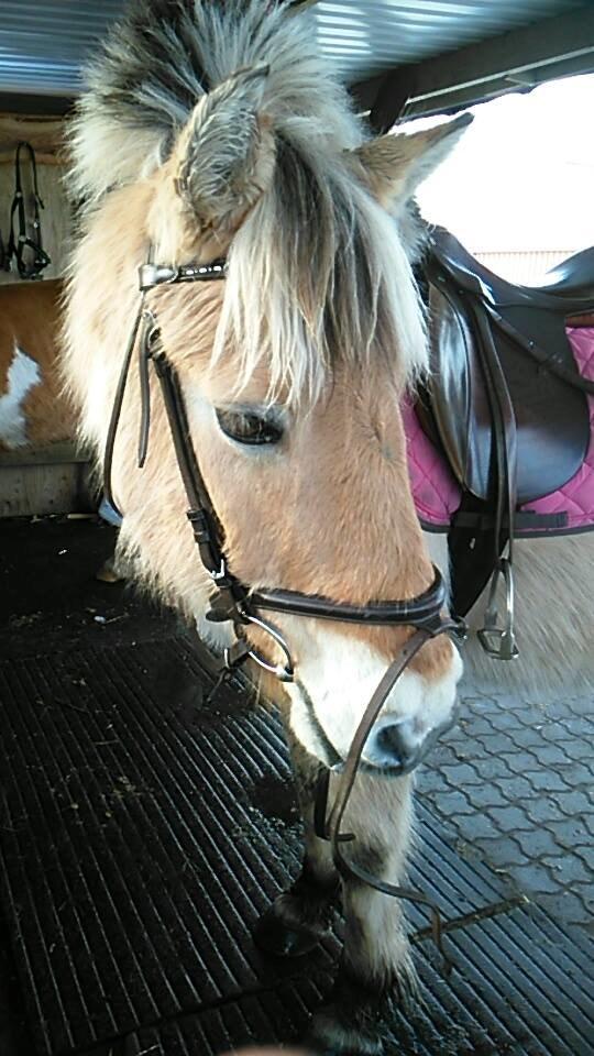 Fjordhest Toke - 2014  billede 13