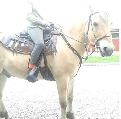 Fjordhest Toke - Melissa og Toke :) I western udstyr xD <3 billede 12