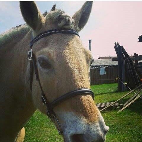 Fjordhest Toke - Velkommen til Toke,s profil! :) Læg gerne en bedømmelse+kommentar, hvis du vil :D- Nyt hovedetøj-2014 <3  billede 1