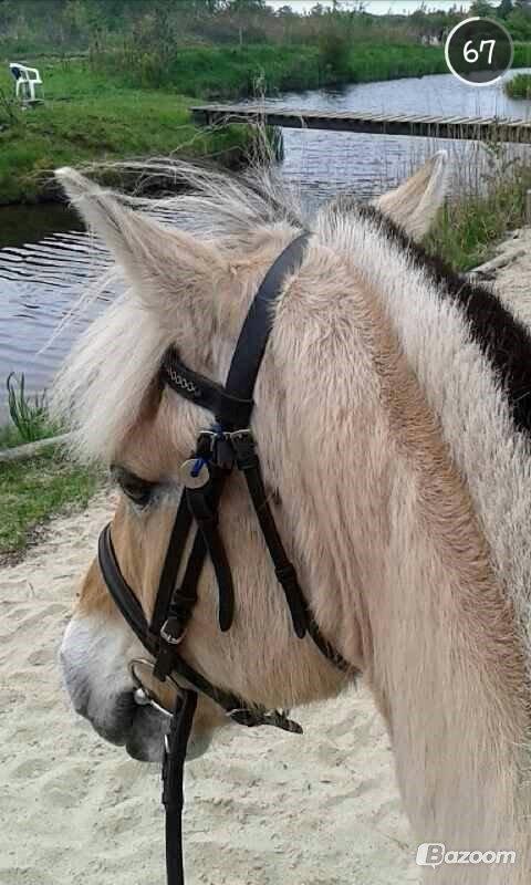 Fjordhest Toke - Tak for besøget :D  billede 18
