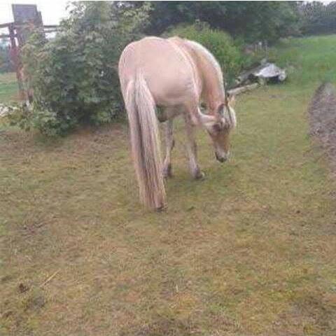 Fjordhest Toke - Klør det? xD billede 14