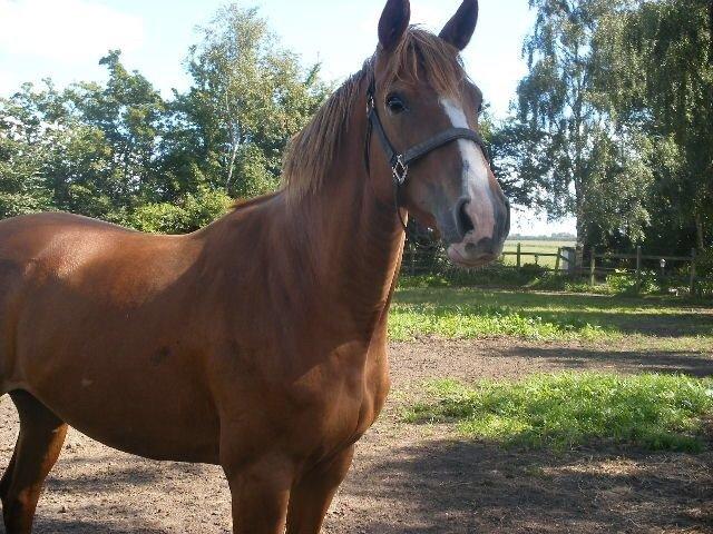 Anden særlig race Silvia billede 11