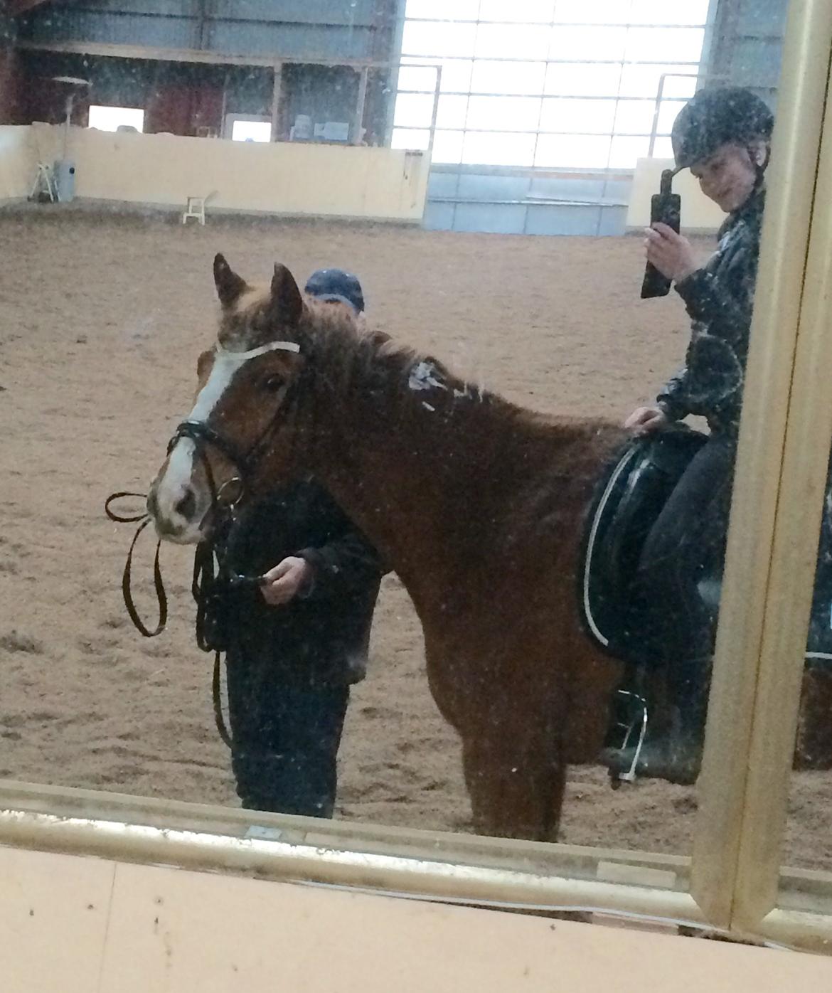 Anden særlig race Silvia billede 5