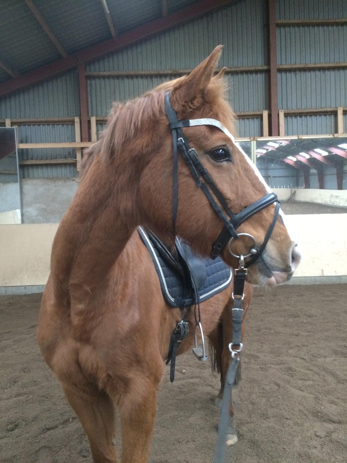 Anden særlig race Silvia billede 6