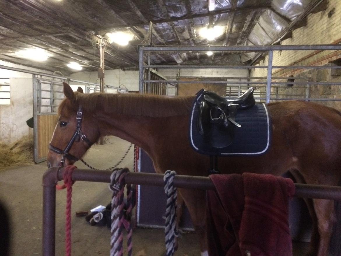 Anden særlig race Silvia billede 8