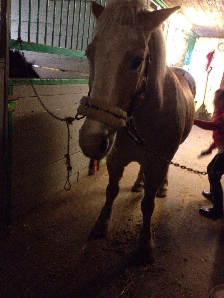 Haflinger Aalekrogens Stafet [Rideskole] billede 14