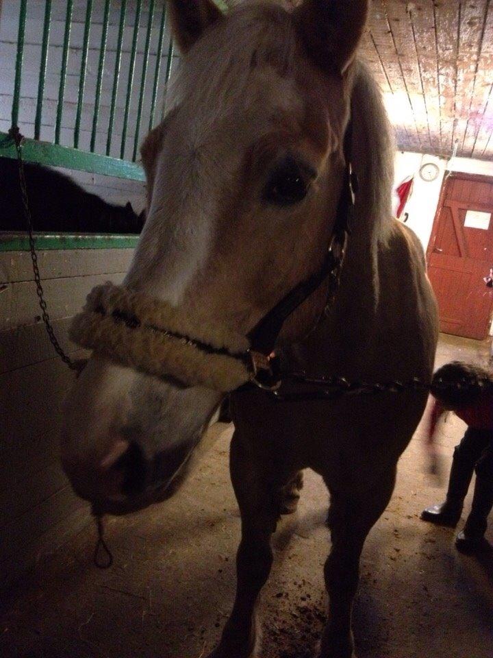 Haflinger Aalekrogens Stafet [Rideskole] billede 15