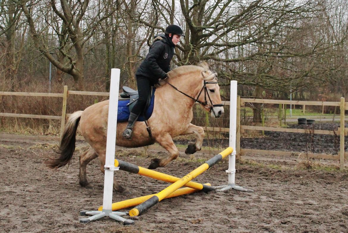 Fjordhest Hirse Stanstorp (tidl. passer) - første gang jeg springer på Hirse :) Foto: Arne billede 18
