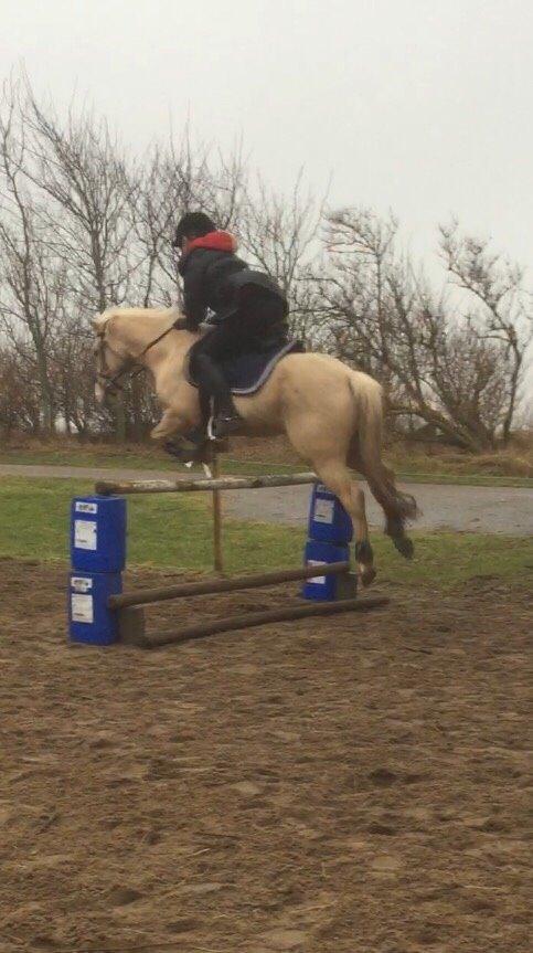 Palomino Asterix - Første gang han springer "højt" (90 cm) <3 billede 4