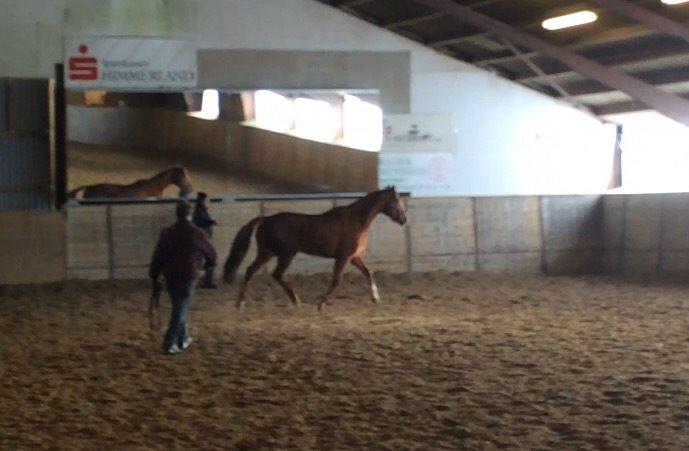 Anden særlig race Silvia billede 9