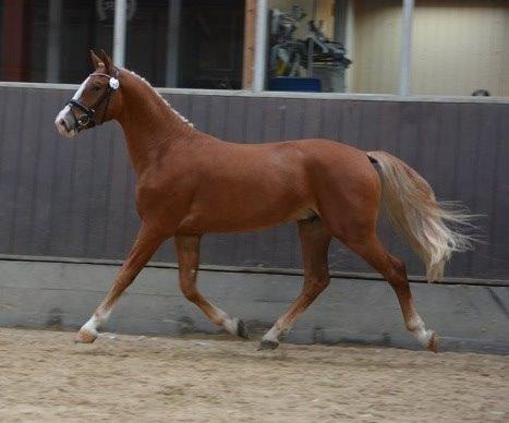 Frederiksborg Nytoftgaards Maximus billede 34