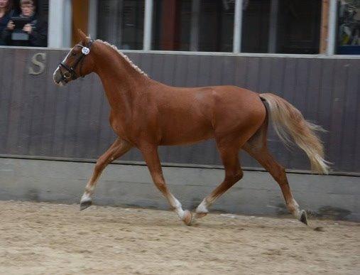Frederiksborg Nytoftgaards Maximus billede 35
