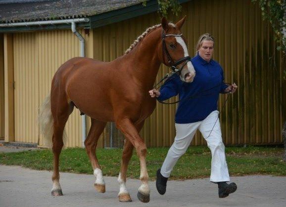 Frederiksborg Nytoftgaards Maximus billede 38