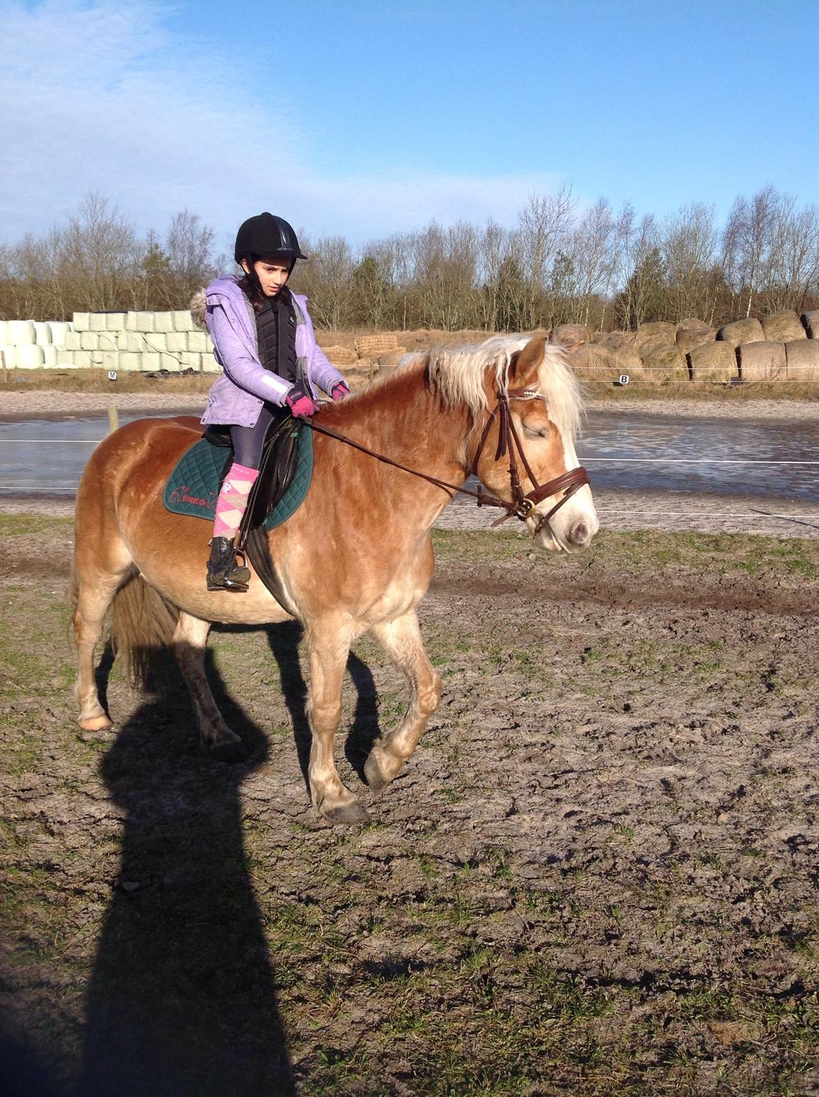 Tyroler Haflinger Bamse billede 40