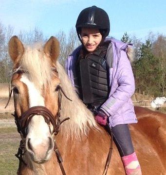 Tyroler Haflinger Bamse billede 38