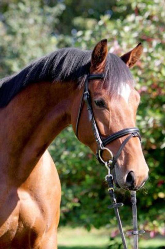 Dansk Varmblod Schiva - Gammelt billede fra da Schiva var 7 år gammel <3 billede 7