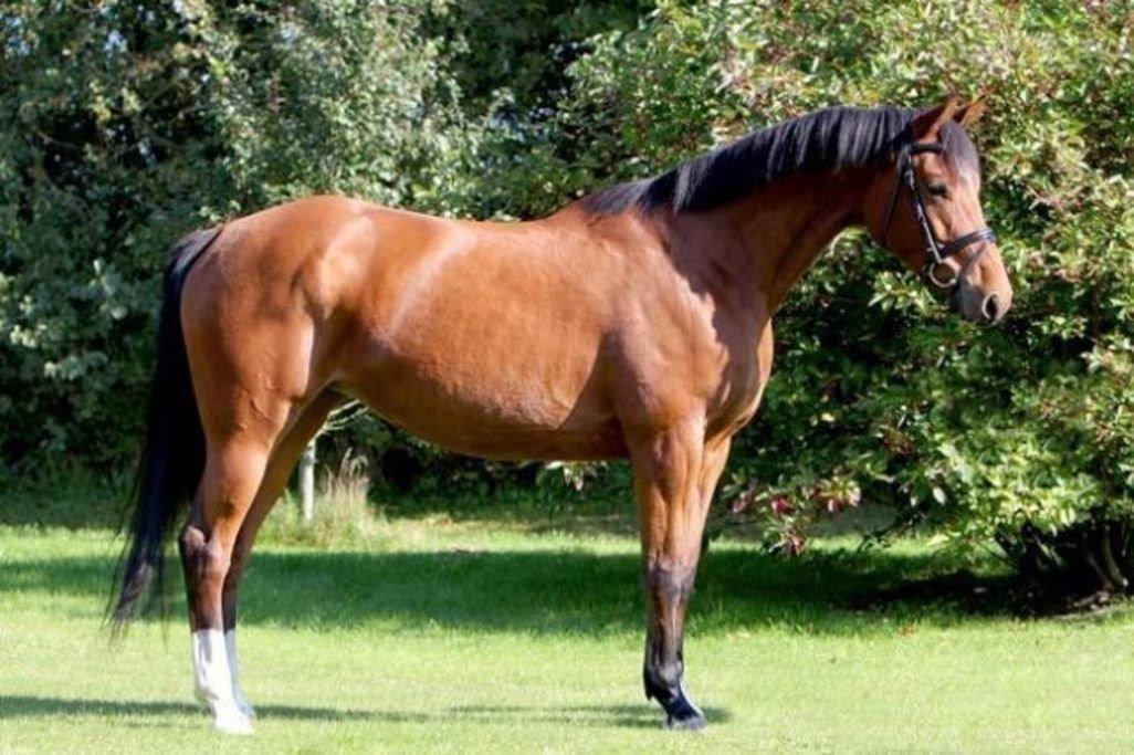 Dansk Varmblod Schiva - Gammelt billede fra da Schiva var ca 7 år gammel billede 12