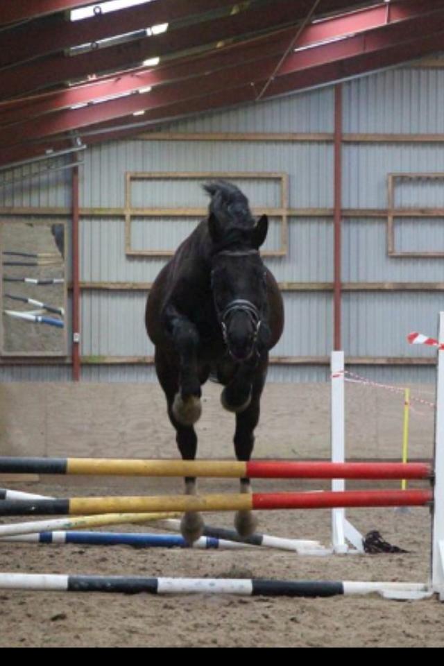 Anden særlig race Colardo billede 2