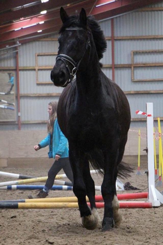 Anden særlig race Colardo - Løsspring på Gie rideskole billede 1