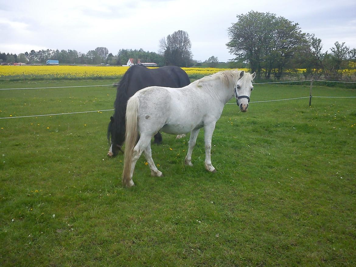 Welsh Mountain (sec A) Poulsen (Trolden) billede 27