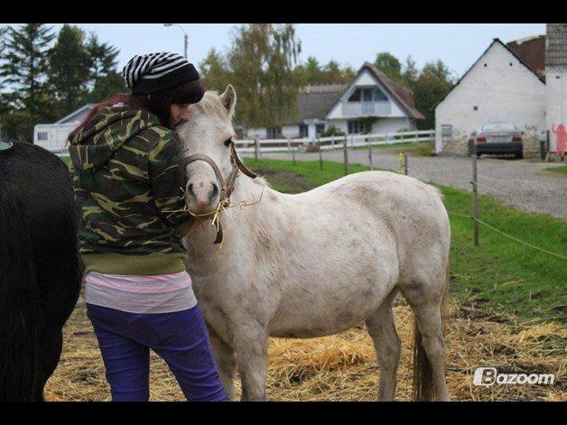Welsh Mountain (sec A) Poulsen (Trolden) billede 18