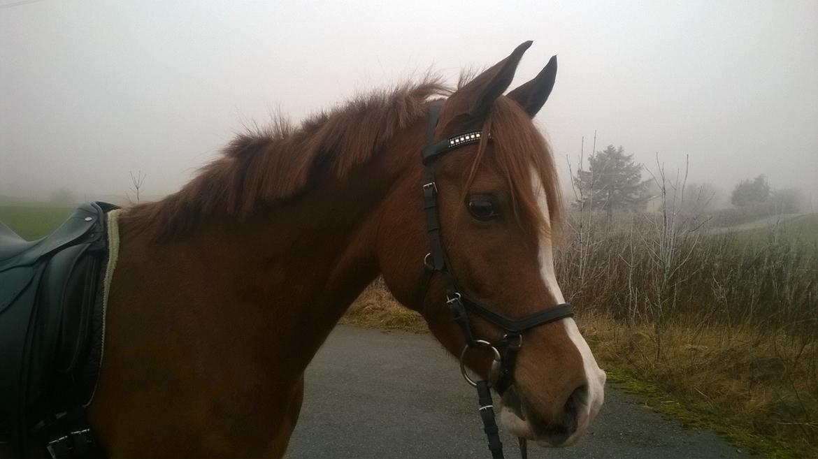 Arabisk fuldblod (OX) Itaya El Shaklan - D. 14 Februar 2015 - Min skønne Itaya <3 billede 22