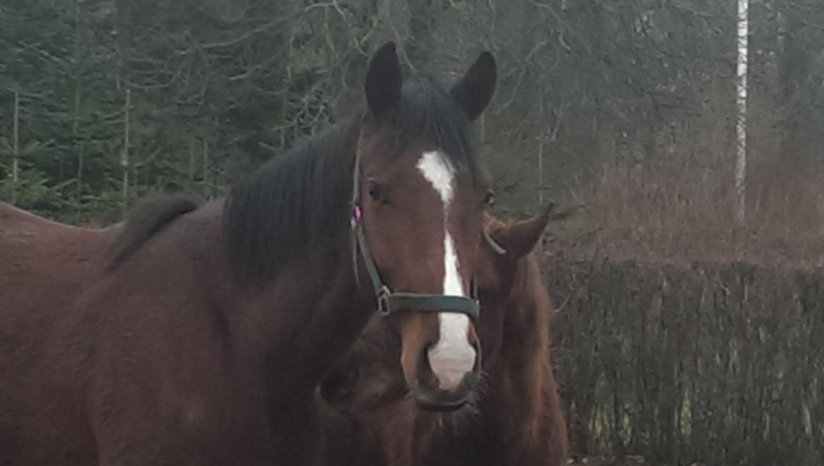 Dansk Varmblod Era Picture - Perfect billede 17