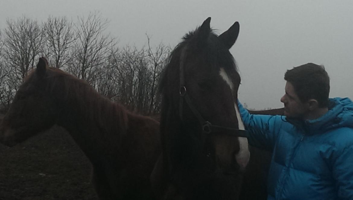 Dansk Varmblod Era Picture - Perfect billede 18