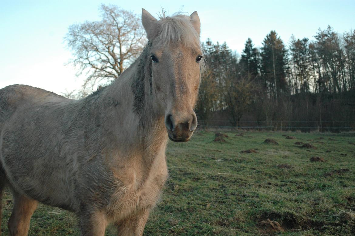 Anden særlig race Dina billede 11