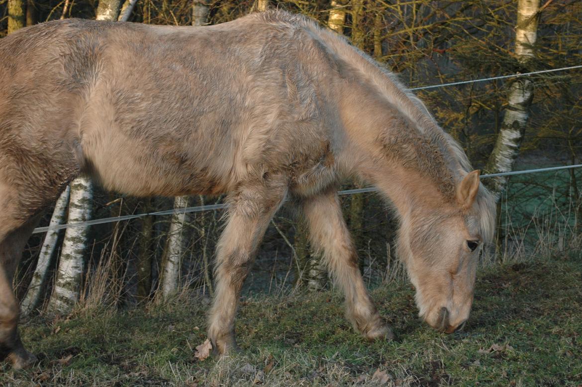 Anden særlig race Dina billede 9