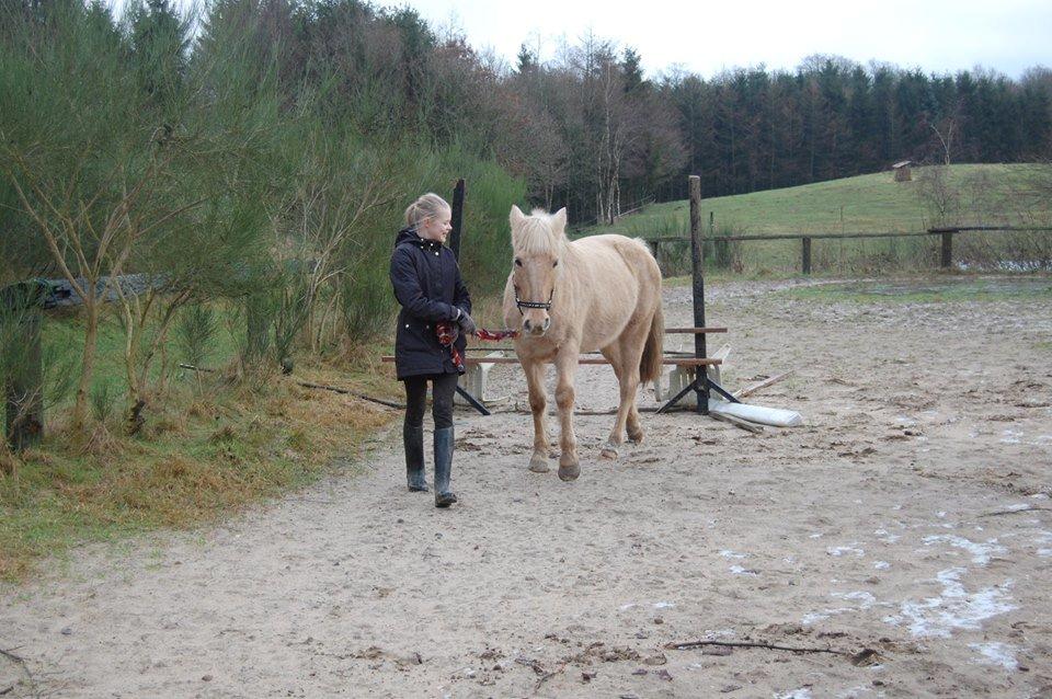 Anden særlig race Dina billede 19
