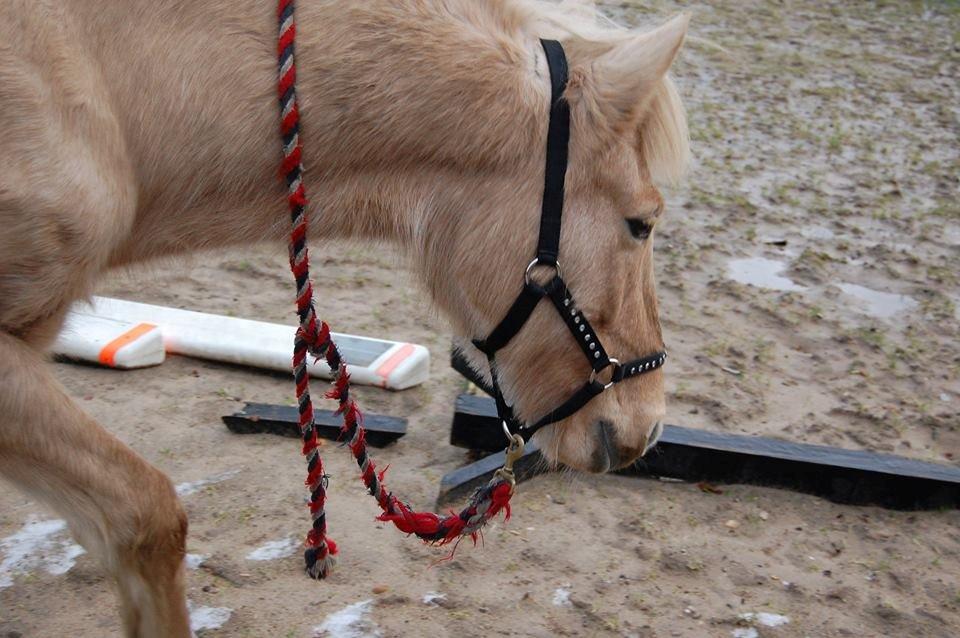 Anden særlig race Dina billede 13