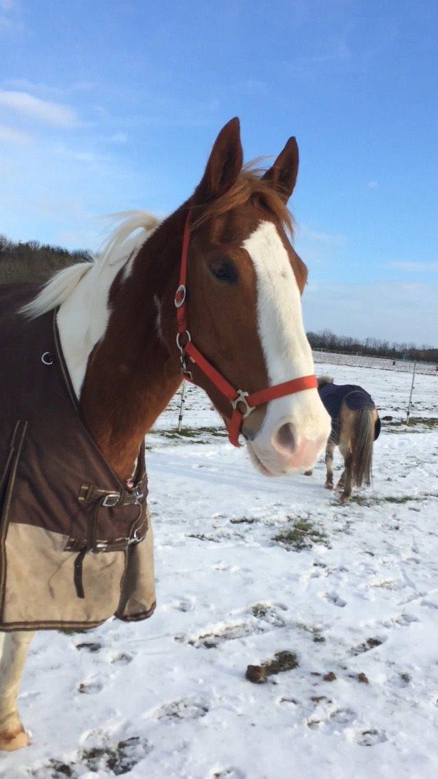 Anden særlig race Eldorado billede 8