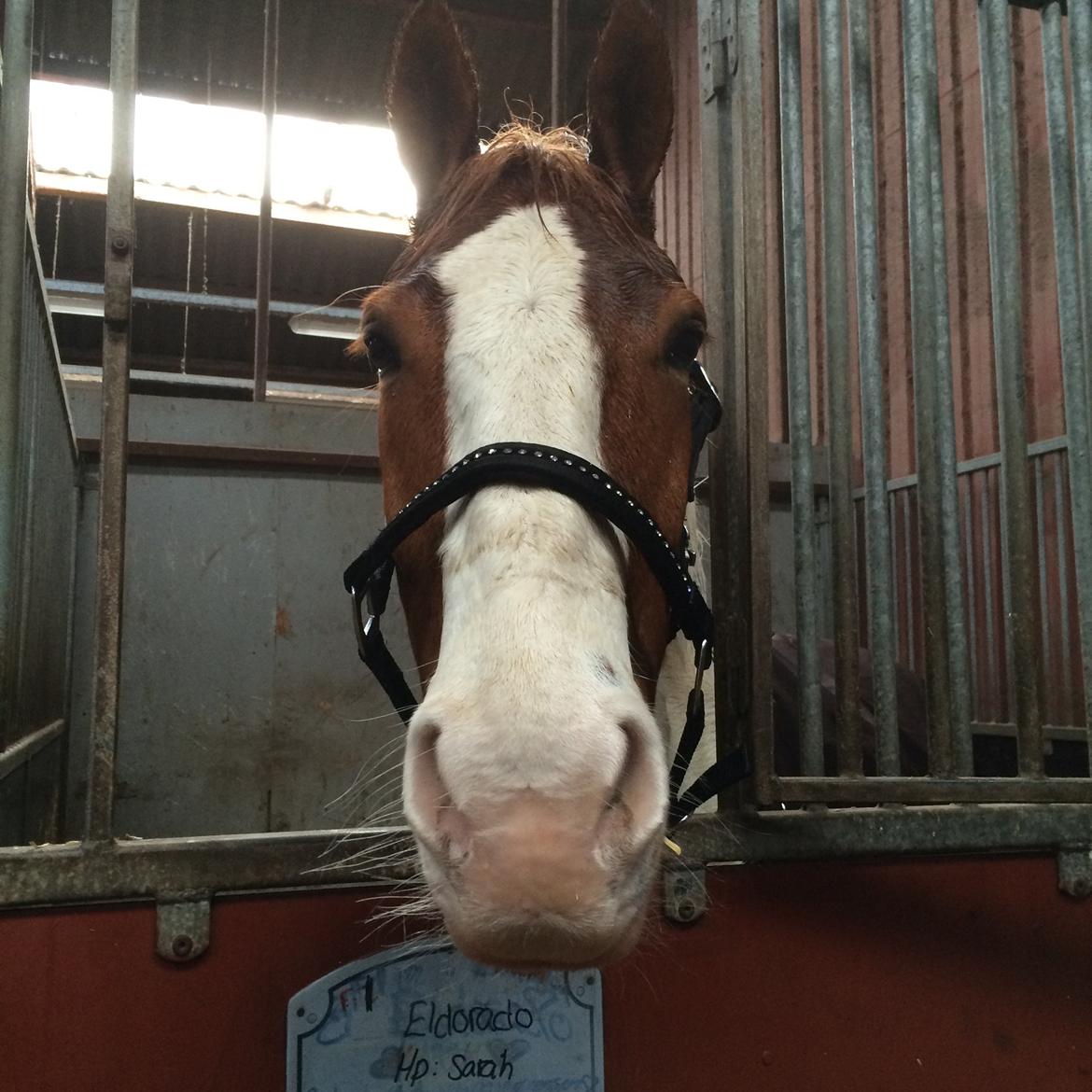 Anden særlig race Eldorado billede 9
