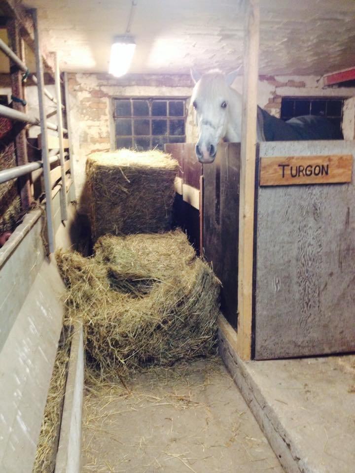 Anden særlig race Turgon billede 48