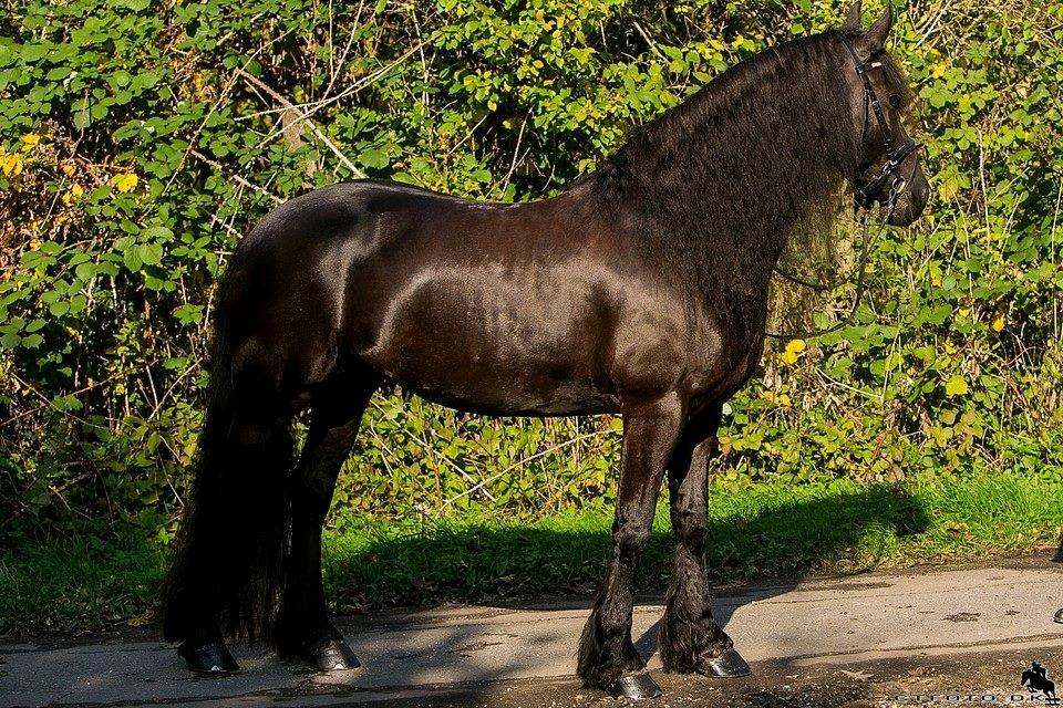 Frieser Jaike Fan Healwei billede 14