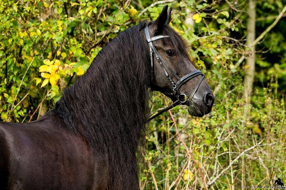 Frieser Jaike Fan Healwei billede 13