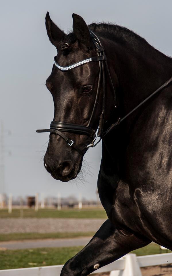 Frieser Jaike Fan Healwei billede 2