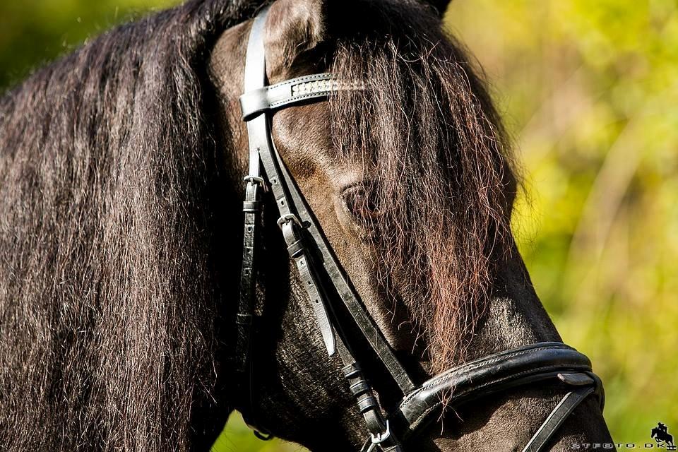 Frieser Jaike Fan Healwei billede 16