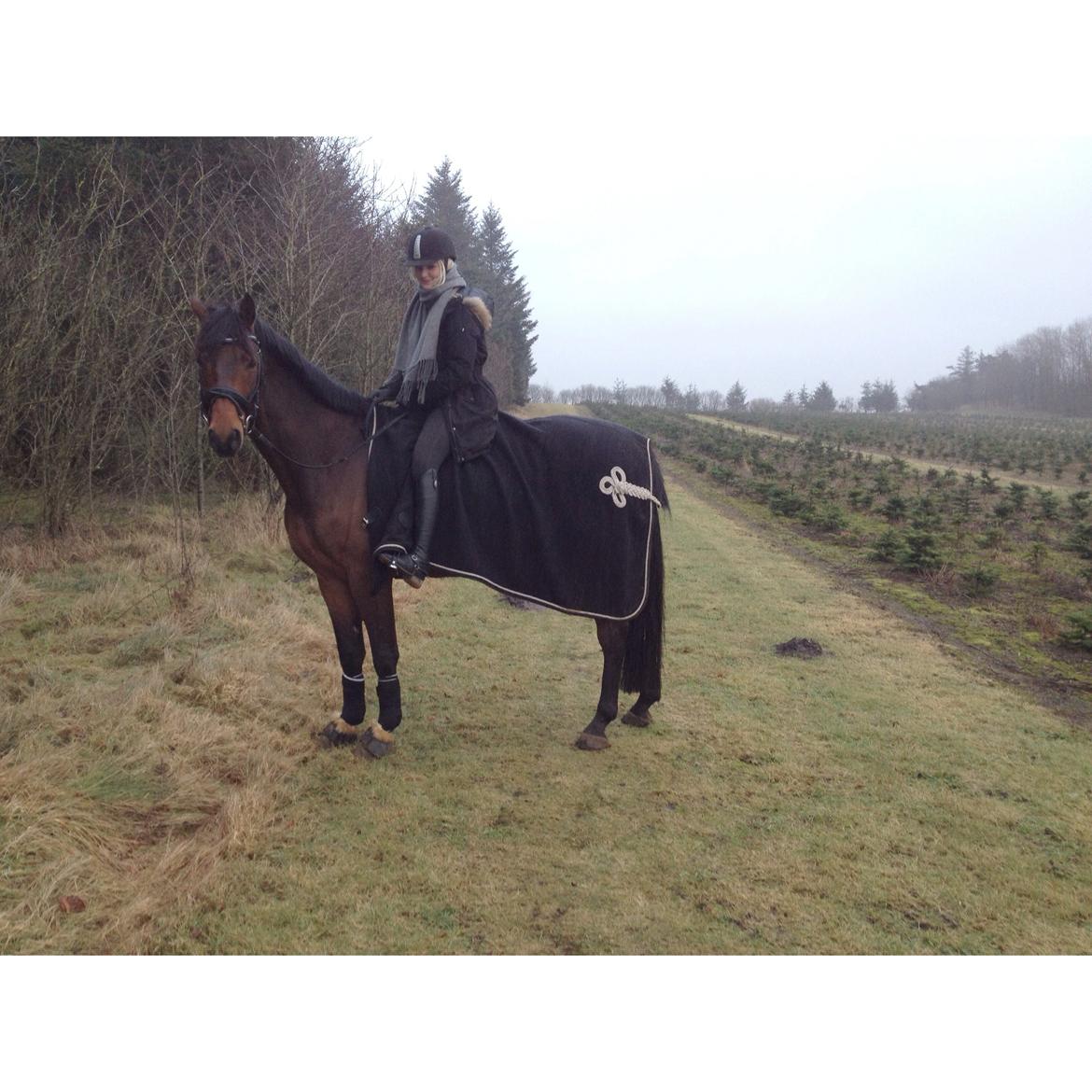 Dansk Varmblod Roman Fair billede 8