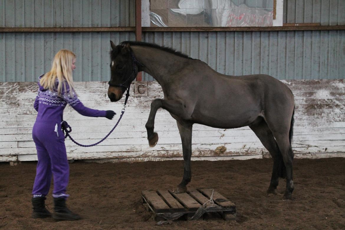 Welsh Cob (sec D) Tango - Min ovenud perfekte hest, der står på palle for første gang - altså lige efter han havde sprunget over den... billede 11