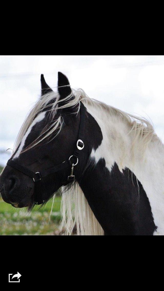 Tinker Shakira  billede 1