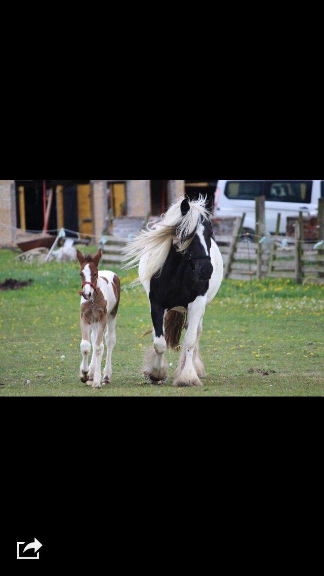 Tinker Shakira  billede 5