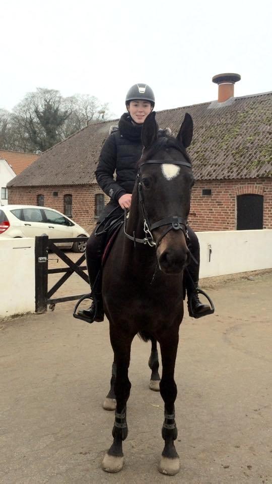 Hollandsk Varmblod Coberlina T billede 14