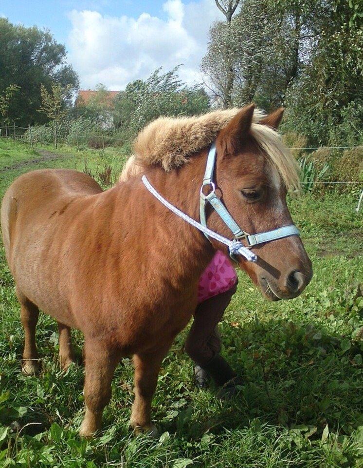 Anden særlig race Nicklas billede 2