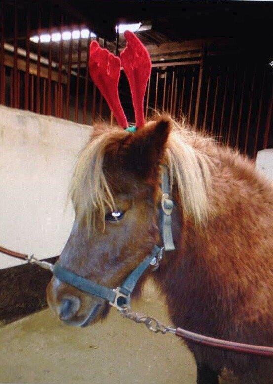 Anden særlig race Nicklas billede 5