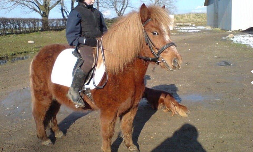 Anden særlig race Nicklas billede 6