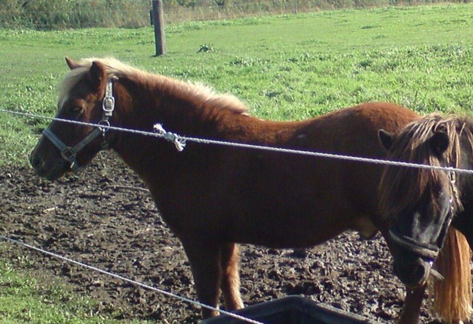 Anden særlig race Nicklas billede 9