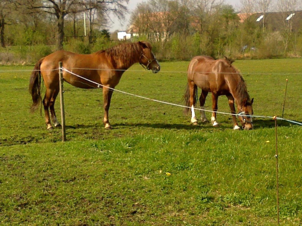 New Forest Spangbo´s Tequila - Familie hygge :) billede 2