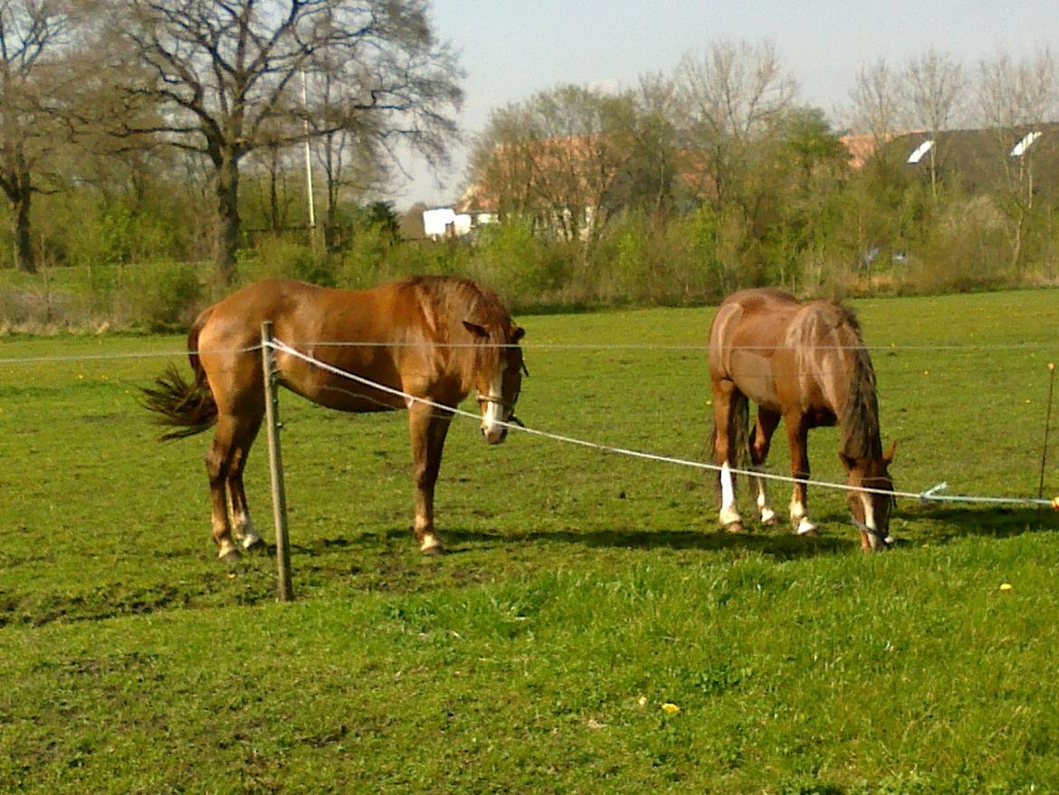 New Forest Spangbo´s Tequila - Familie hygge :) billede 4